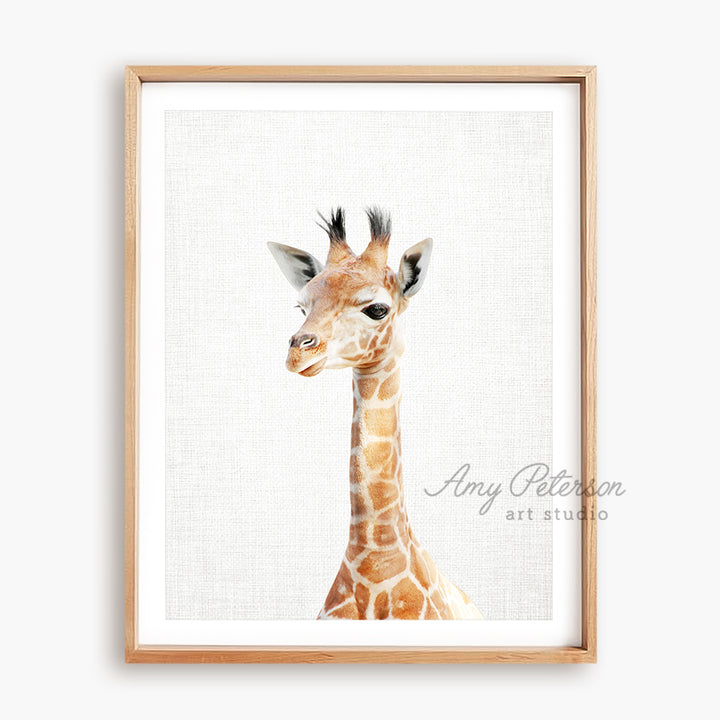 a picture of a giraffe with a white background