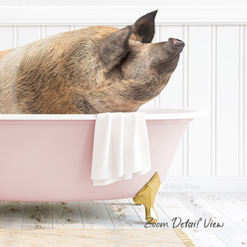 A pig is sitting in a pink bathtub, with a towel and gold bathtub stopper nearby.