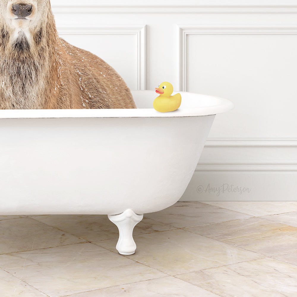 A dog is sitting in a white bathtub, with a yellow rubber duck floating on the water.