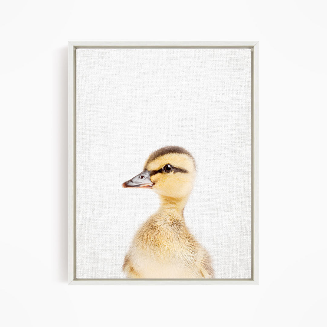 A cute duckling peeking out from behind a white background.