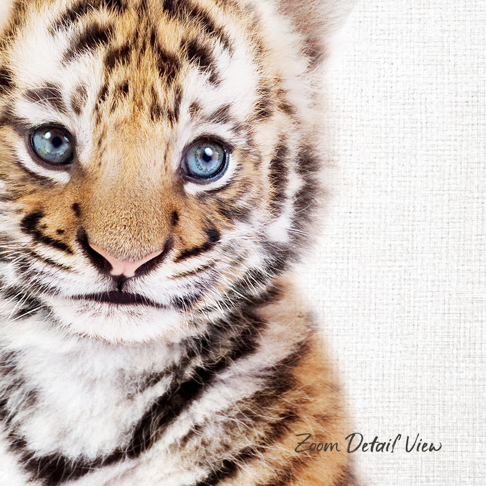 A close-up portrait of a young tiger cub with striking blue eyes and a soft, fluffy coat.