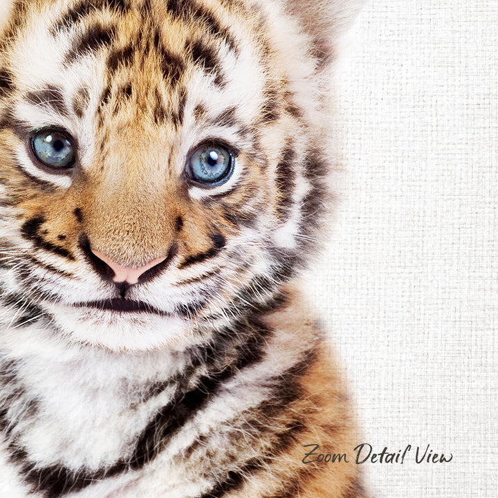 A close-up portrait of a young tiger cub with striking blue eyes and a soft, fluffy coat.