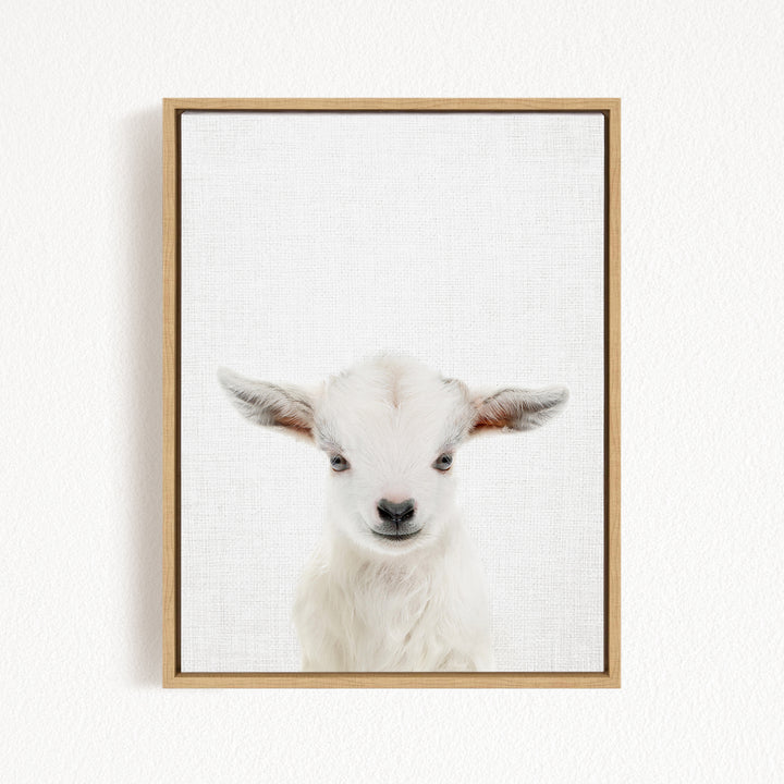 A framed print of a white goat with large ears, looking directly at the camera.