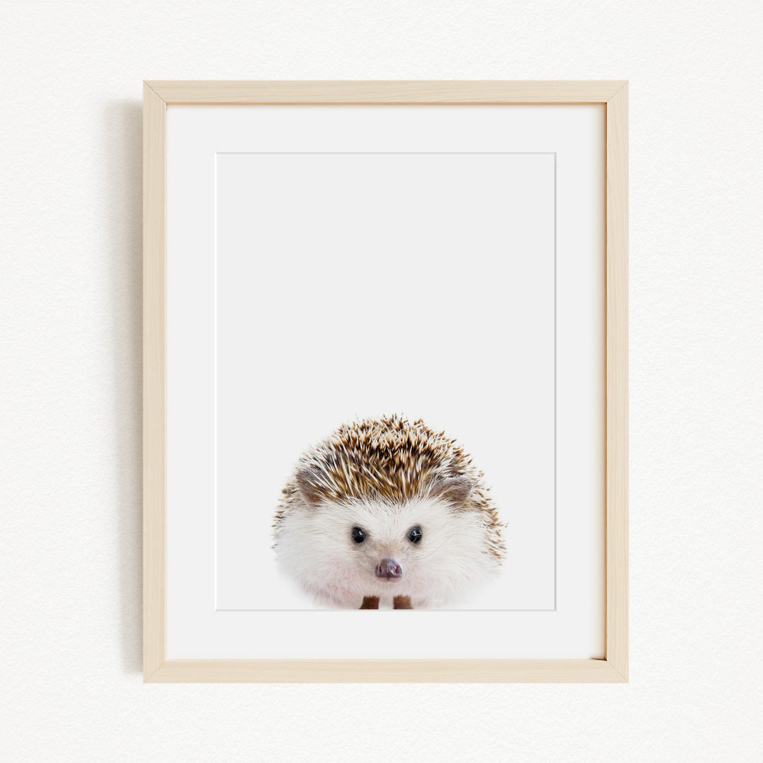 A framed print of a cute hedgehog with a white and brown color pattern and small black eyes.