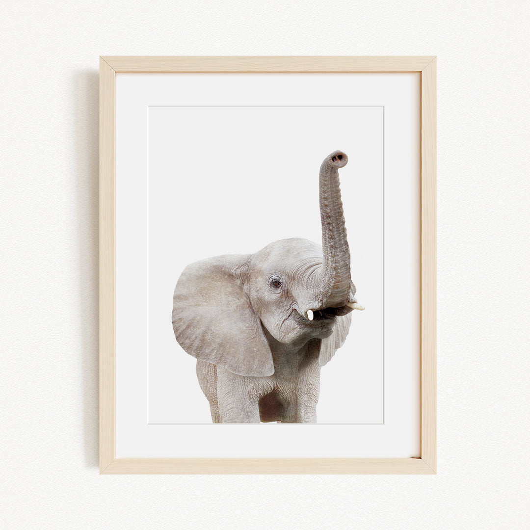 A framed photograph of a young elephant with its trunk raised, standing against a plain white background.