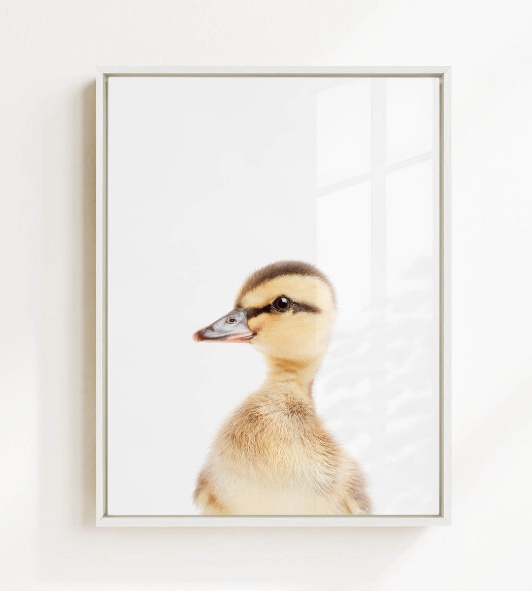 A young duckling peeking out from behind a white background.
