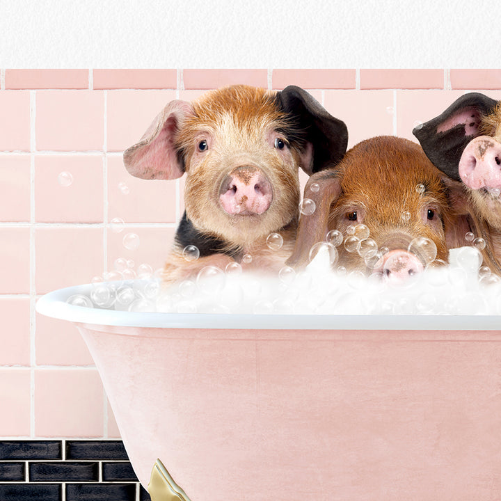 three pigs in a bathtub full of bubbles