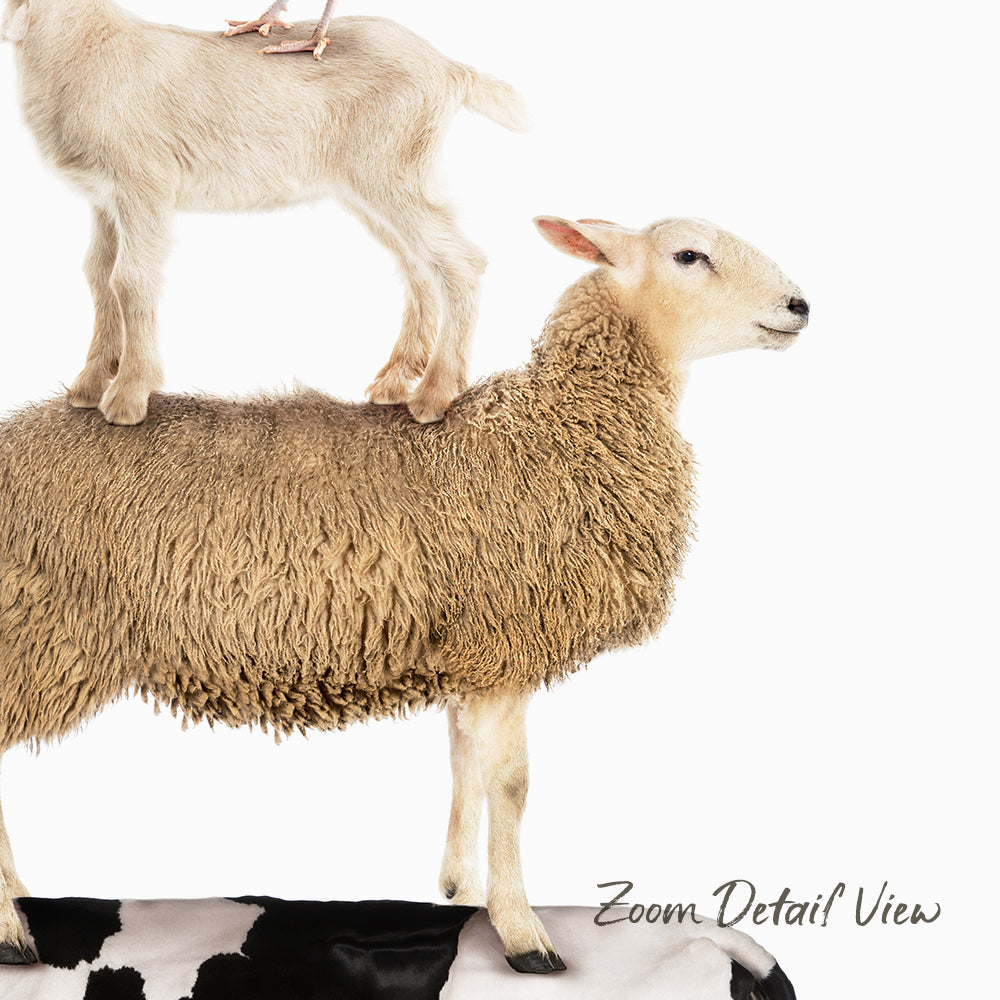 A sheep standing on a black and white cow's back, with a goat standing on top of the sheep.