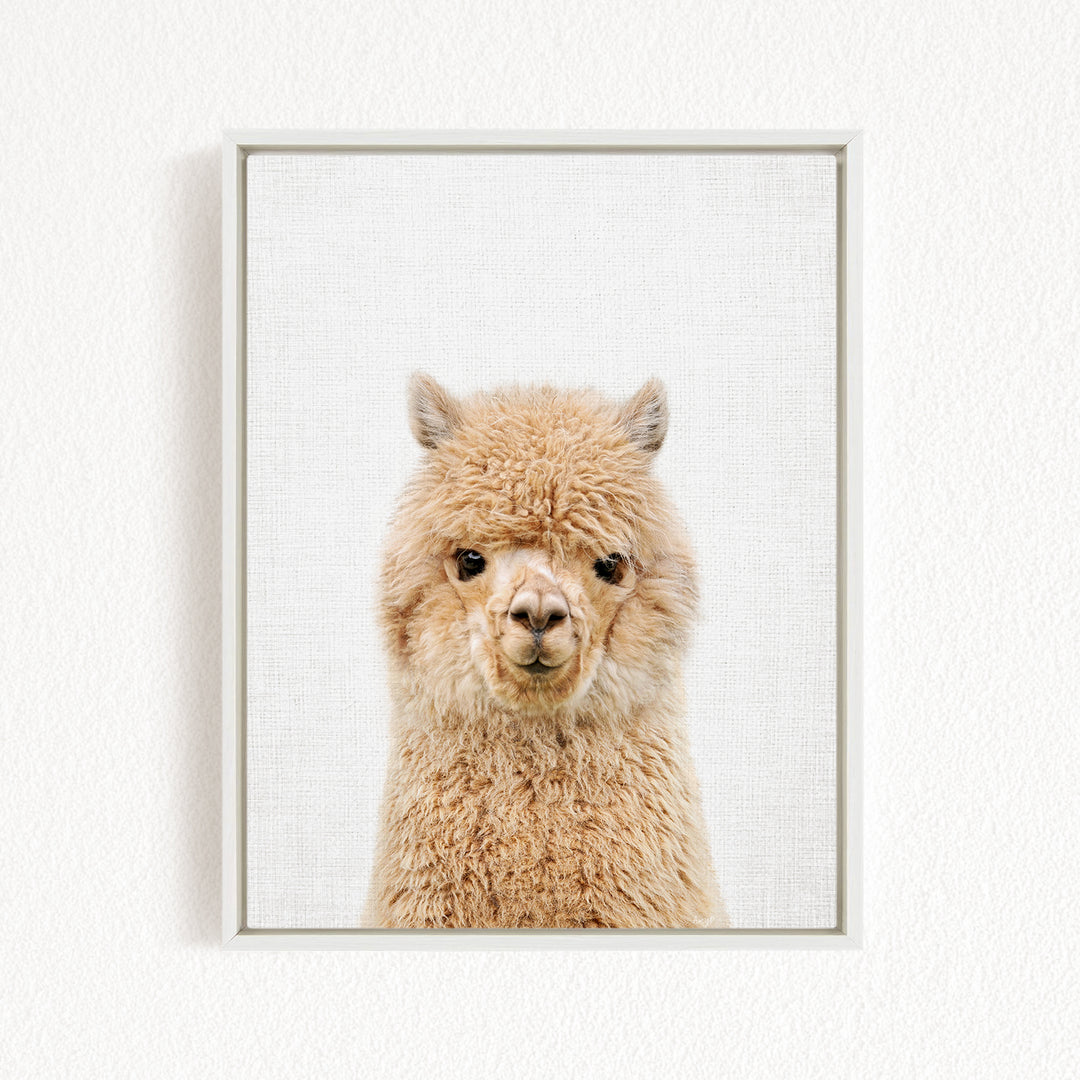 A close-up portrait of a fluffy alpaca with its head turned to the camera, set against a plain white background.