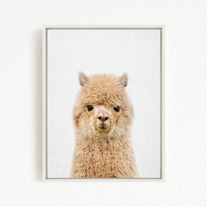 A close-up portrait of a fluffy alpaca with its head turned to the camera, set against a plain white background.