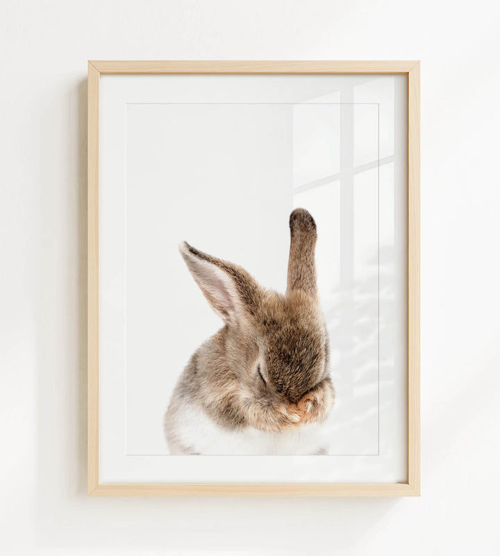 A framed photograph of a rabbit with its head resting on its paws, looking down.