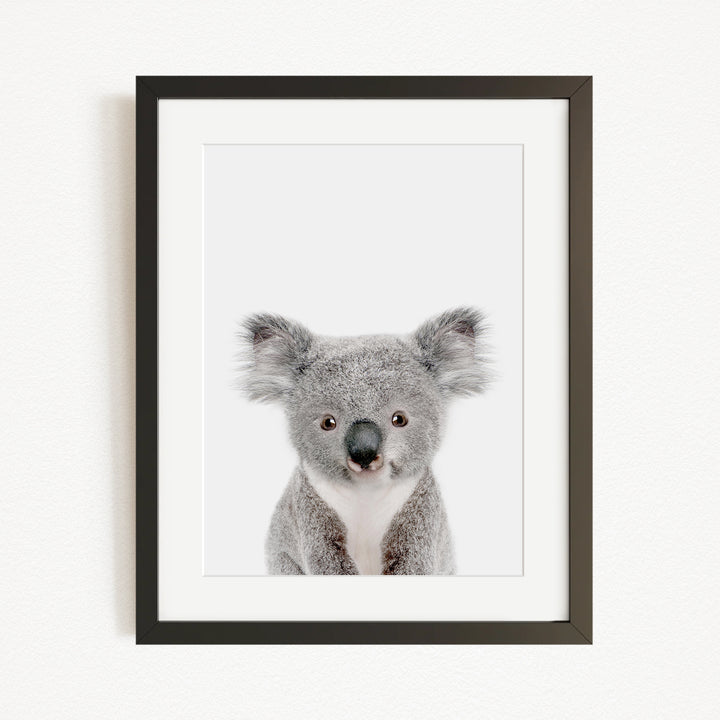 A framed photograph of a koala bear with a white background.