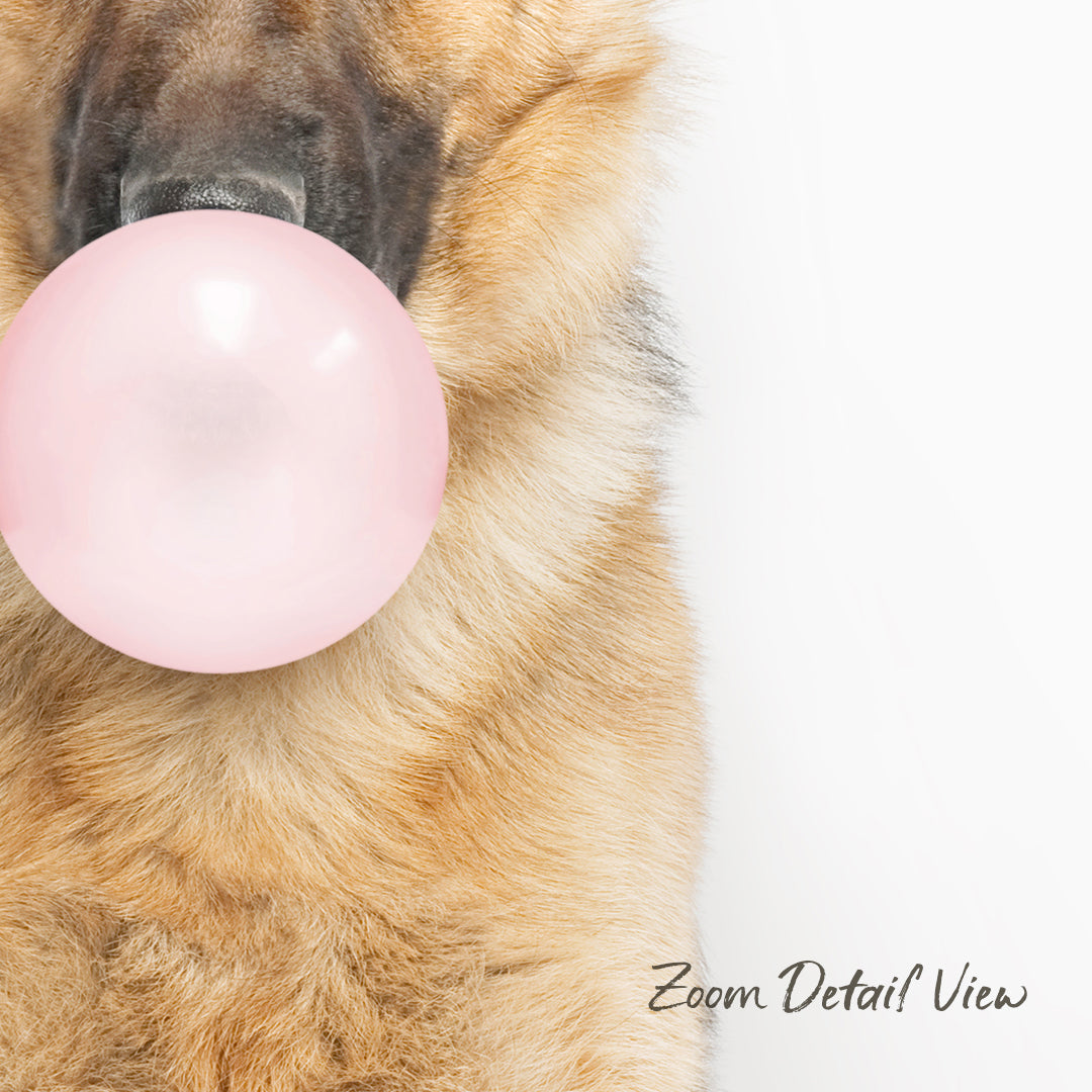 A brown dog is blowing a pink bubble with its mouth, with a white background.