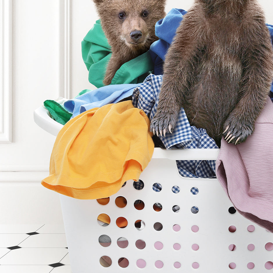 two brown bears sitting in a laundry basket