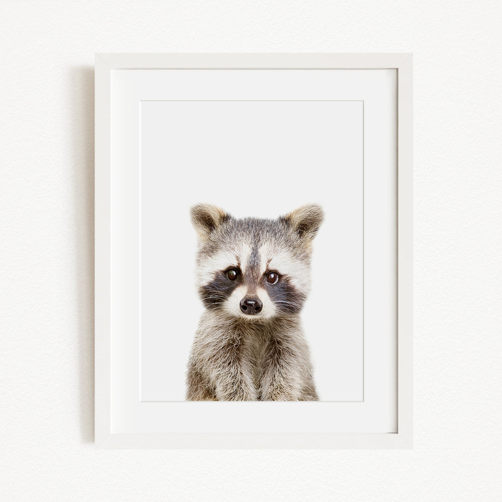 A cute raccoon with large eyes and a small nose is the focus of the image, which is framed and displayed on a white wall.