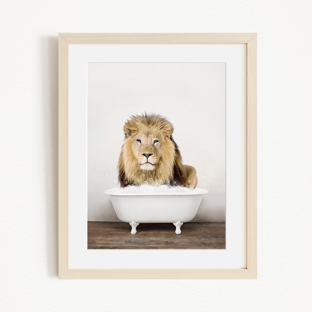 A lion sitting in a white bathtub filled with water, looking directly at the camera.
