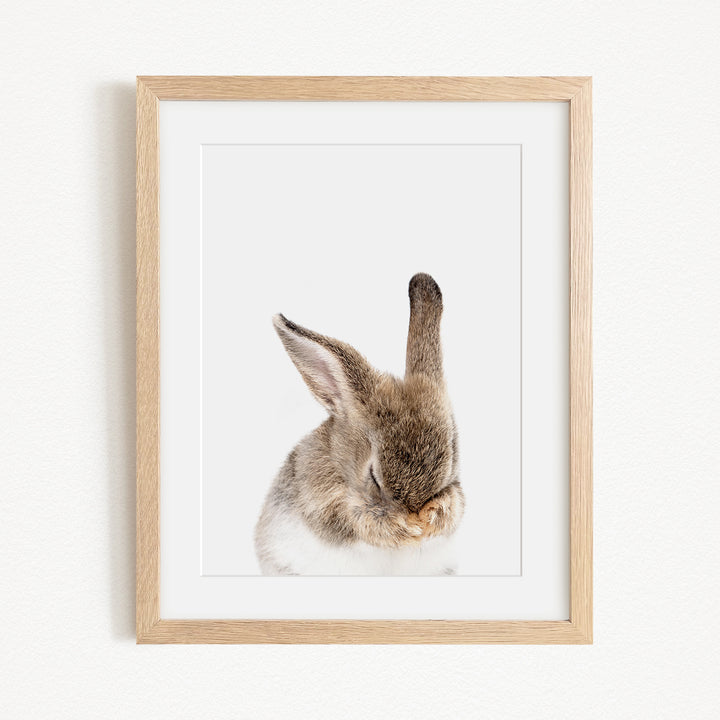 A framed photograph of a rabbit with its head resting on its paws, looking down.