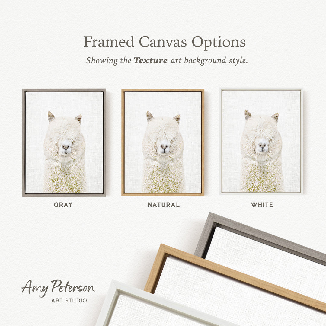 three framed canvas options, each featuring a white llama with a different background color: gray, natural, and white.