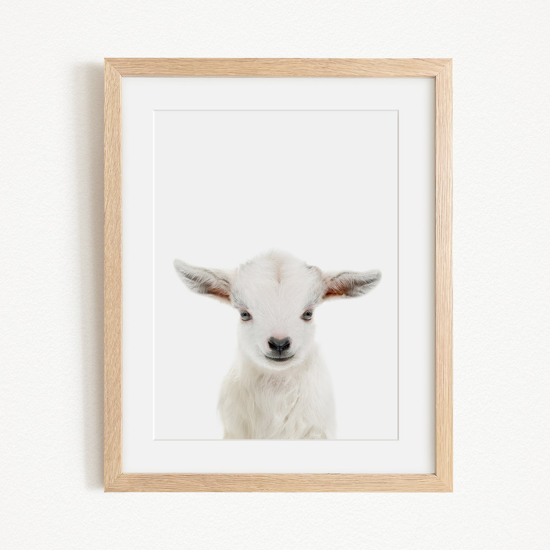 A framed photograph of a white lamb with large ears, looking directly at the camera.