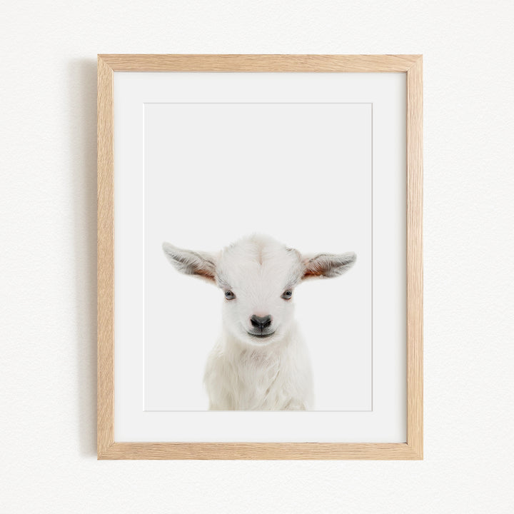 A framed photograph of a white lamb with large ears, looking directly at the camera.