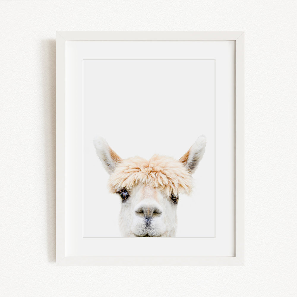A white framed picture of a llama with a fluffy white mane and large, expressive eyes.