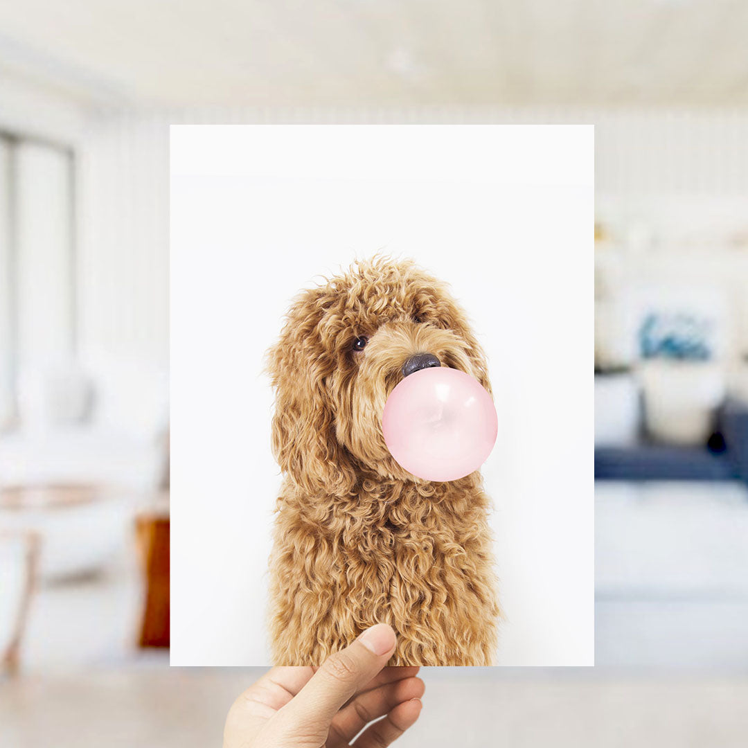 A brown curly-haired dog is blowing a bubble with a pink bubble gum bubble, held up in front of a white background.
