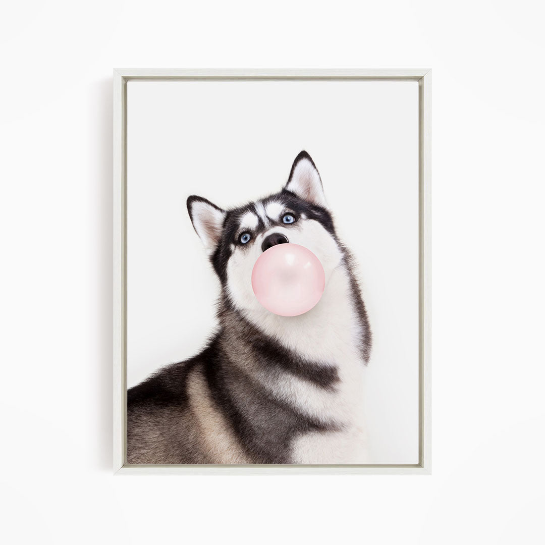 A black and white husky dog is blowing a bubble with a pink bubble gum bubble.