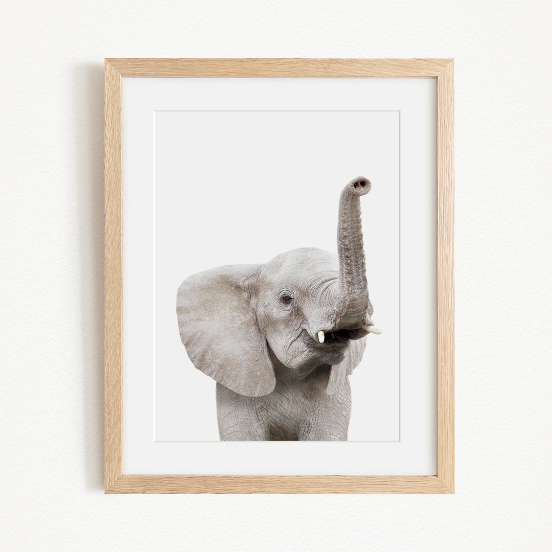A framed photograph of a young elephant with its trunk raised, looking directly at the camera.