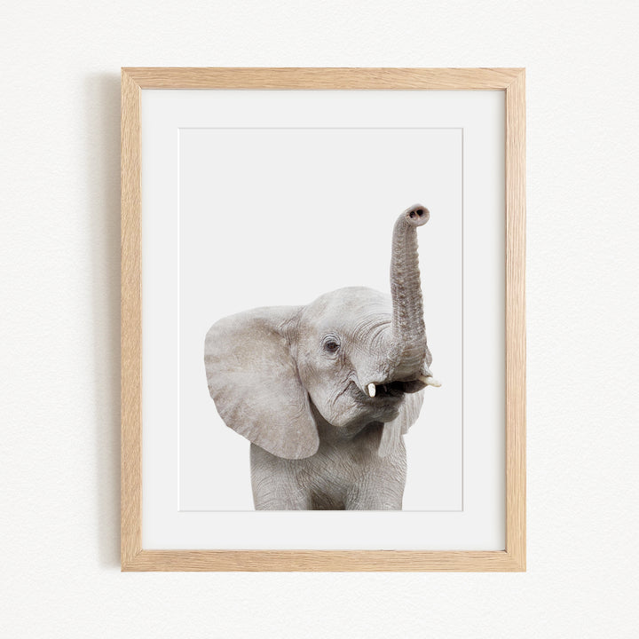 A framed photograph of a young elephant with its trunk raised, looking directly at the camera.