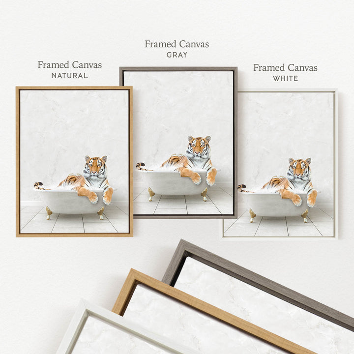 three framed pictures of a tiger sitting in a bathtub, each with a different color frame.