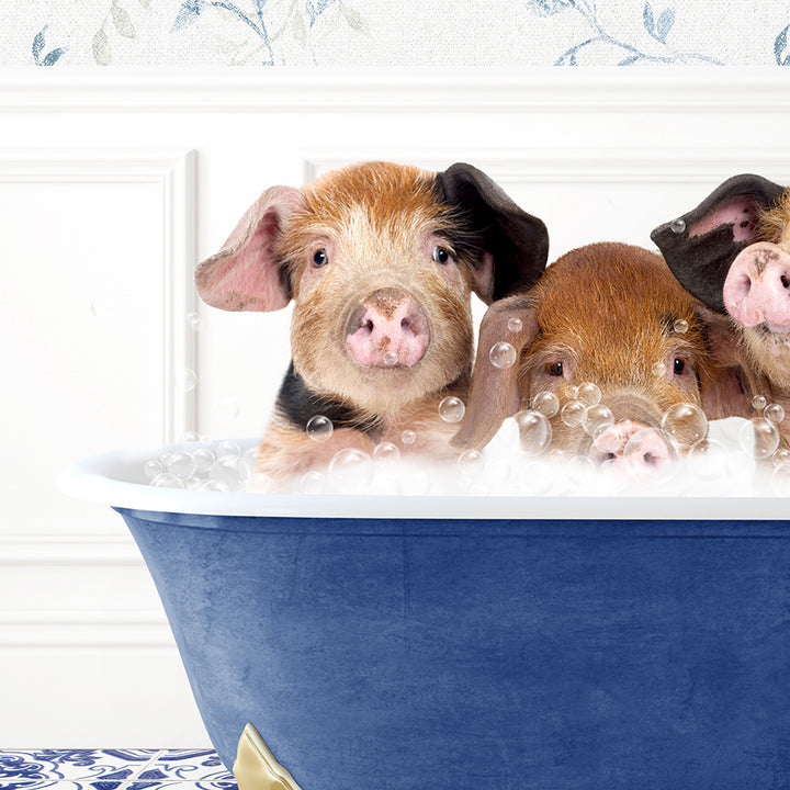 three pigs in a blue bathtub with bubbles