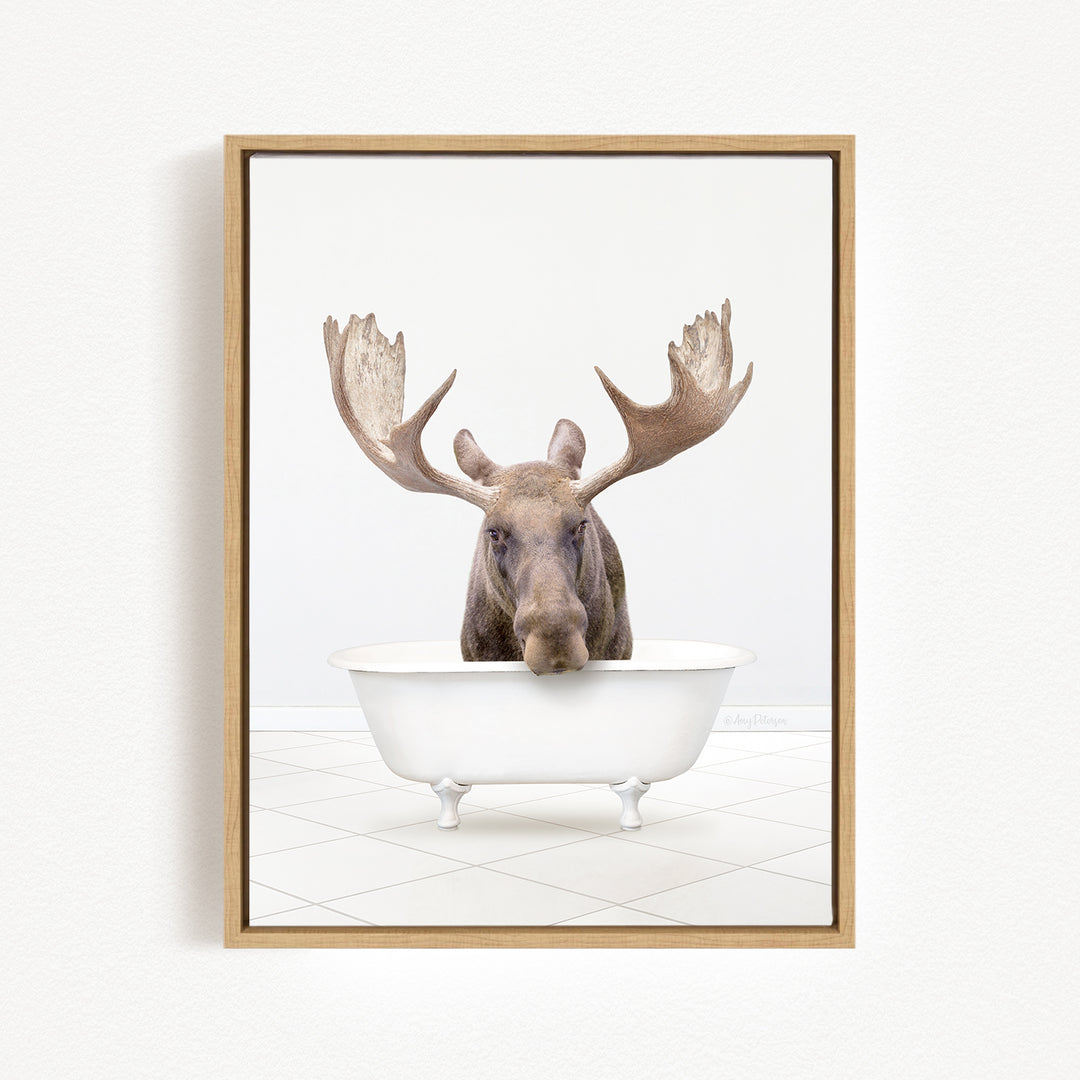 A moose with large antlers is sitting in a white bathtub, looking directly at the camera.