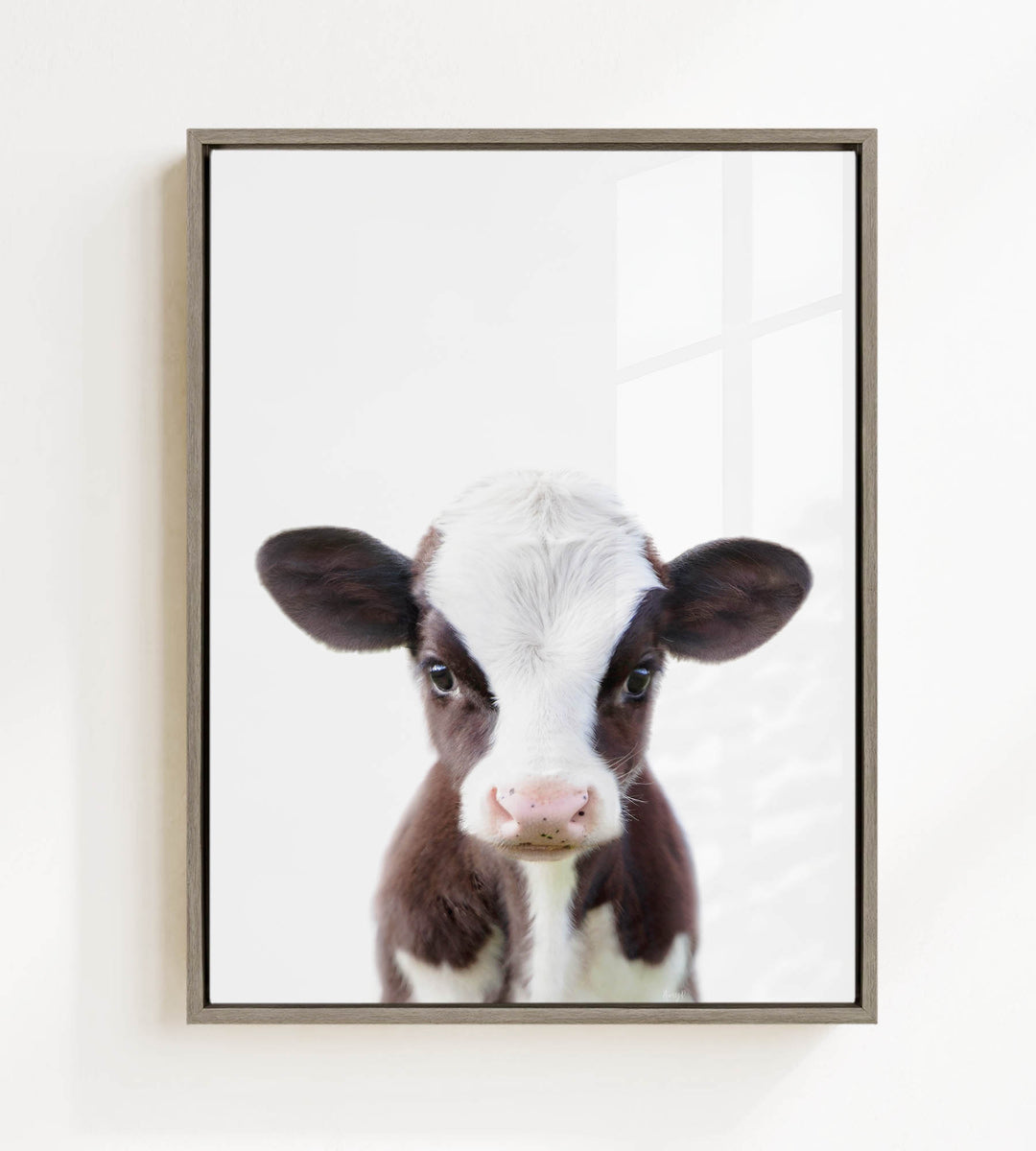 A framed photograph of a brown and white calf with a curious expression, looking directly at the camera.