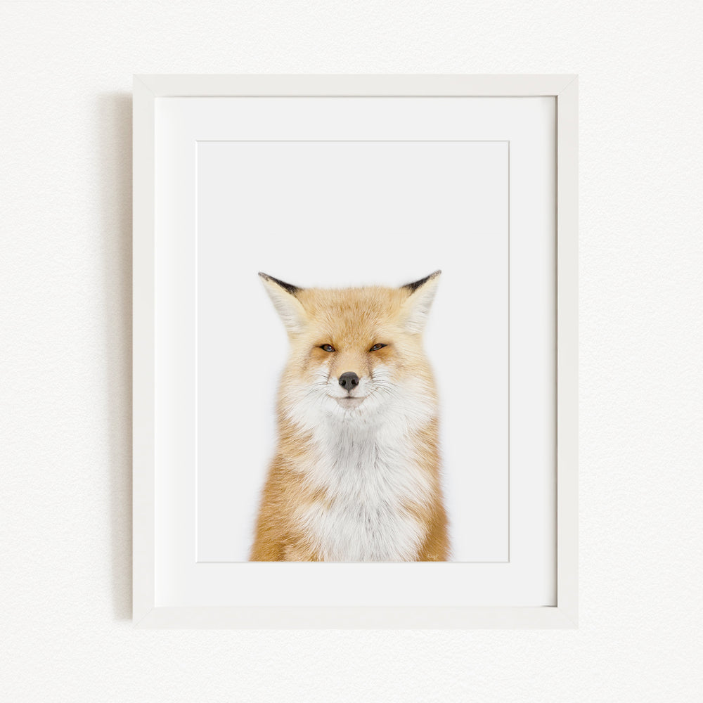 A framed photograph of a red fox with a white muzzle and orange fur, looking directly at the camera.