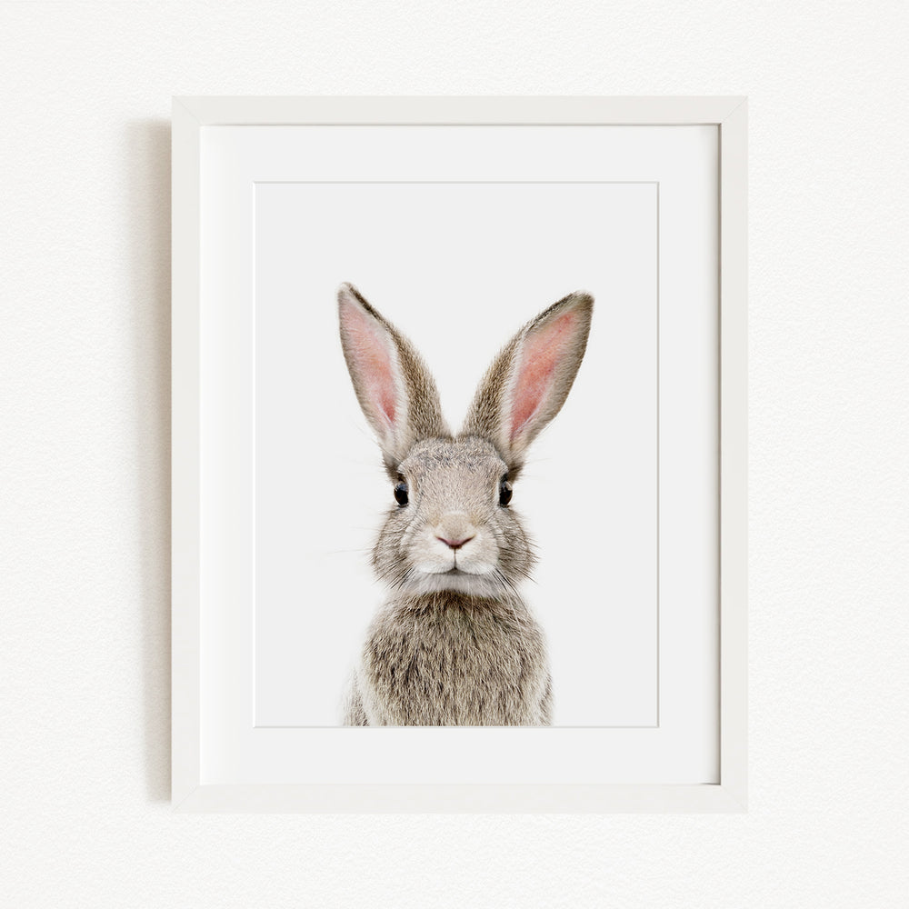 A close-up portrait of a rabbit with large ears and a small nose, looking directly at the camera.