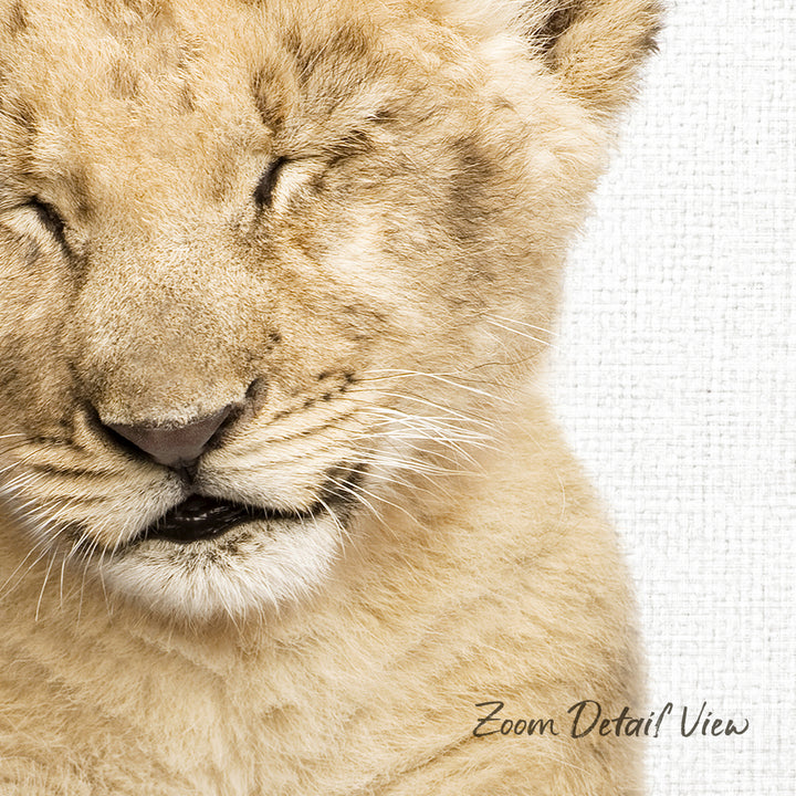 A close-up of a young lion cub's face, with its eyes gently closed and its mouth slightly open, conveying a sense of tranquility and peacefulness.