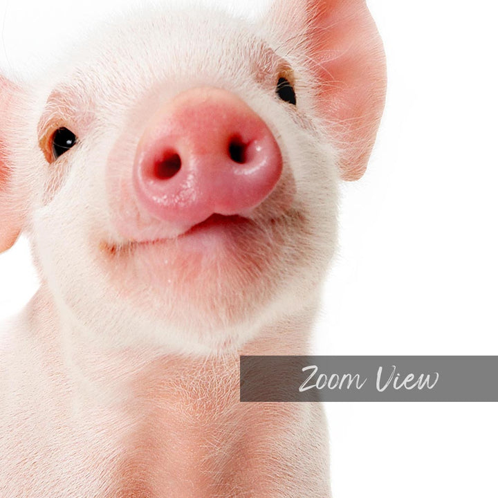 a small white pig with a pink nose