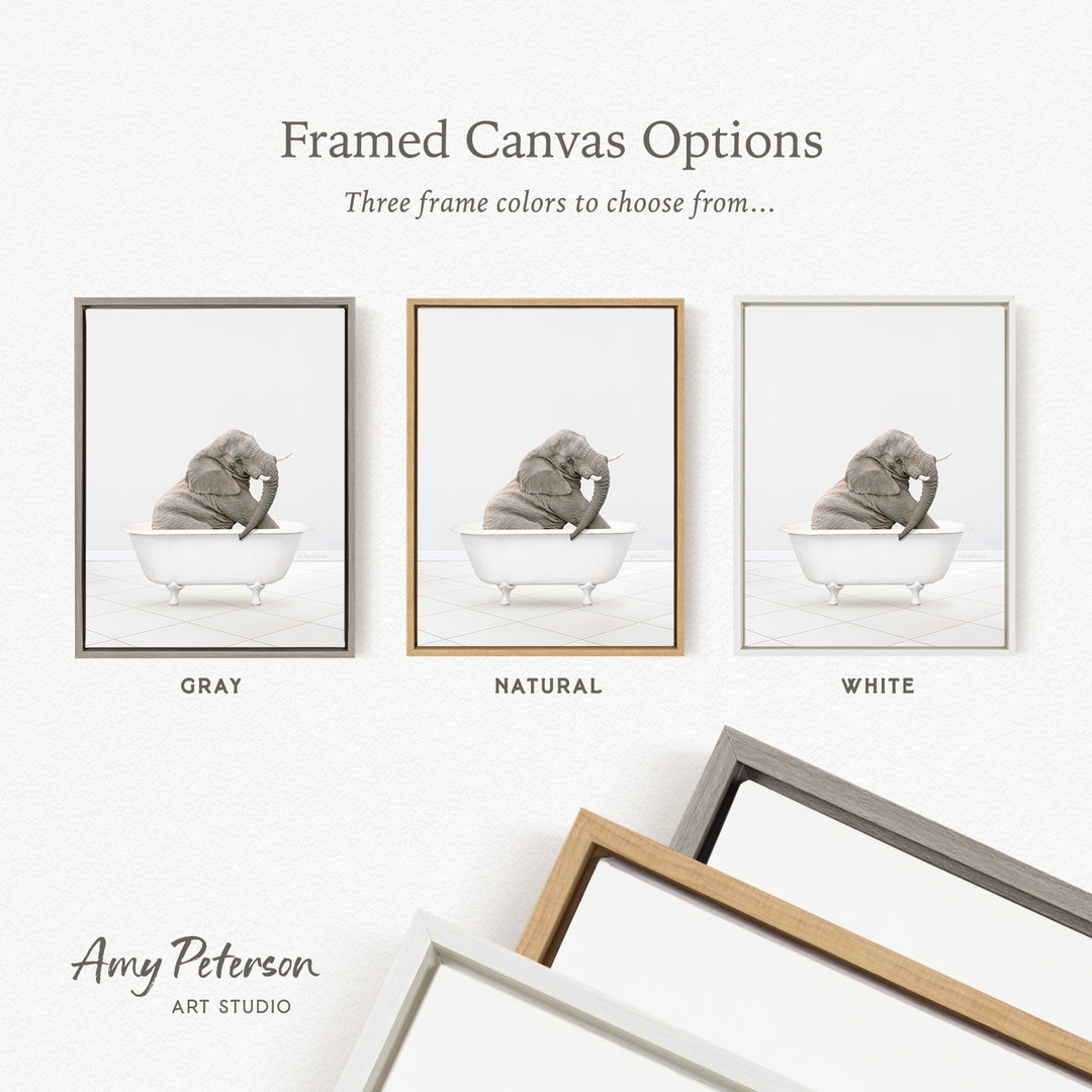The image is a framed canvas option showcasing three different frame colors: gray, natural, and white. The gray frame has a picture of an elephant sitting in a bathtub, the natural frame has a picture of an elephant sitting in a bathtub, and the white frame has a picture of an elephant sitting in a bathtub.