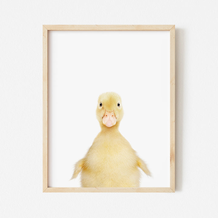 a picture of a duck in a frame