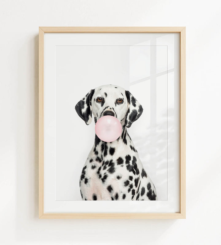 A Dalmatian dog is sitting in front of a white background, blowing a bubble with a pink bubble gum bubble.