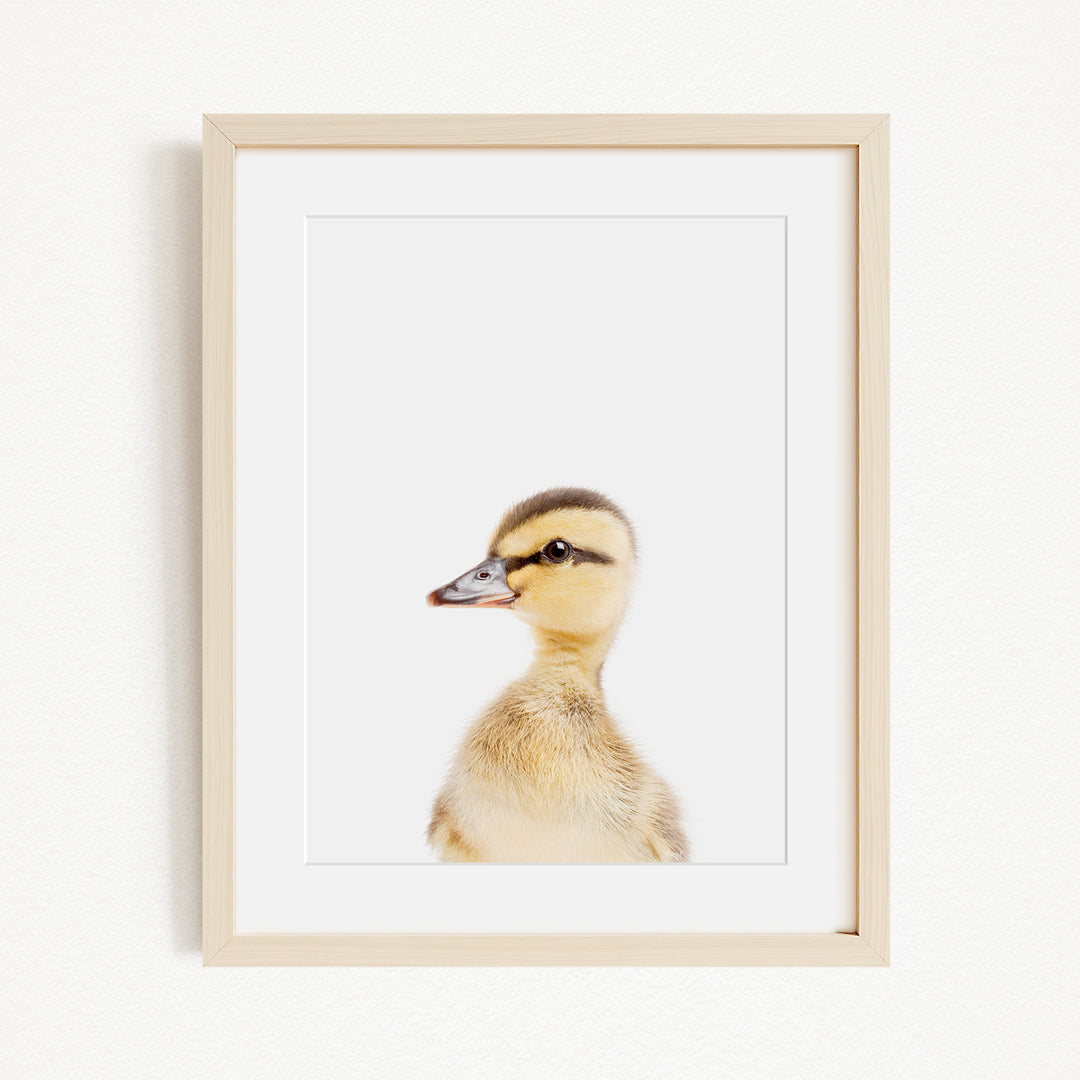 A framed photograph of a duck with a white background.