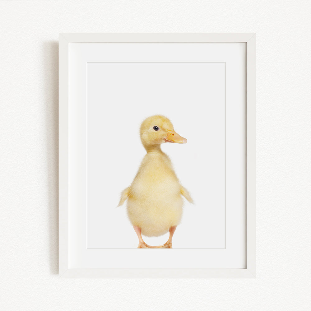 A cute yellow duck standing upright in a white frame.
