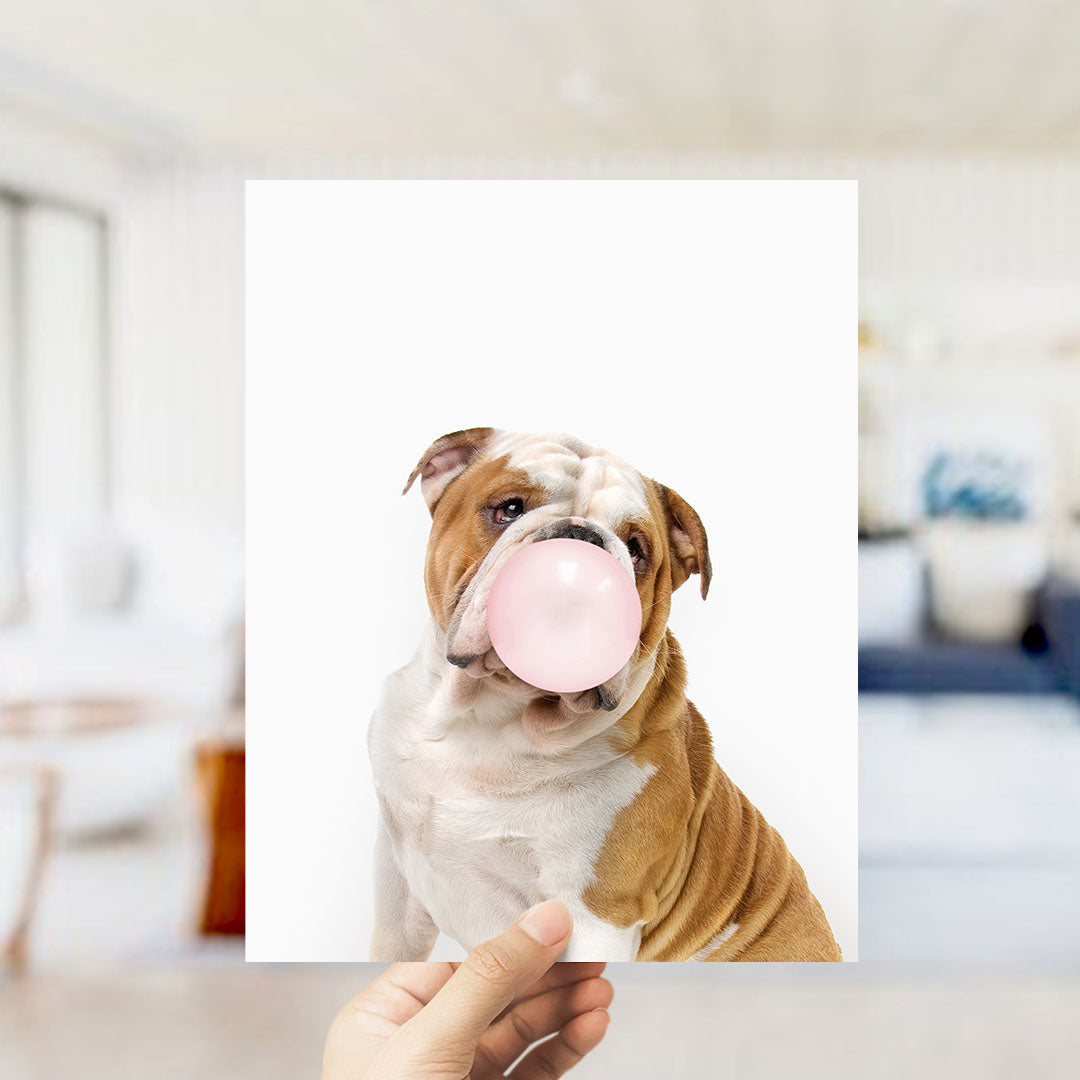A brown and white bulldog is sitting on a white surface, blowing a pink bubble with its mouth.