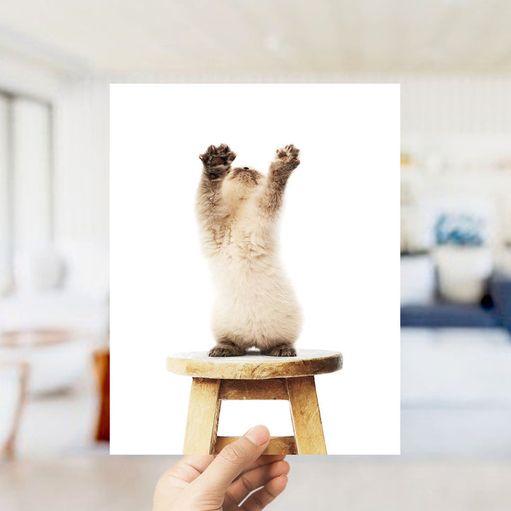 A small kitten standing on a wooden stool with its paws raised in the air.