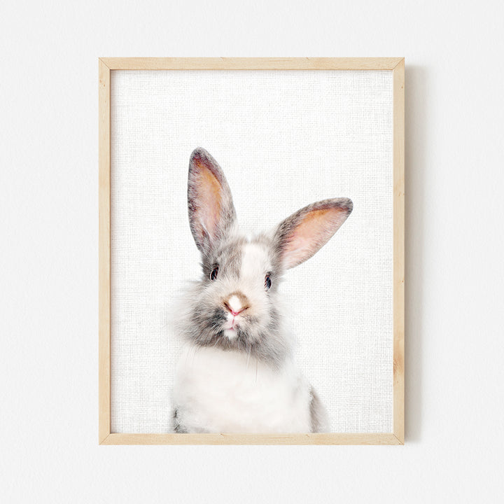 a picture of a rabbit in a frame