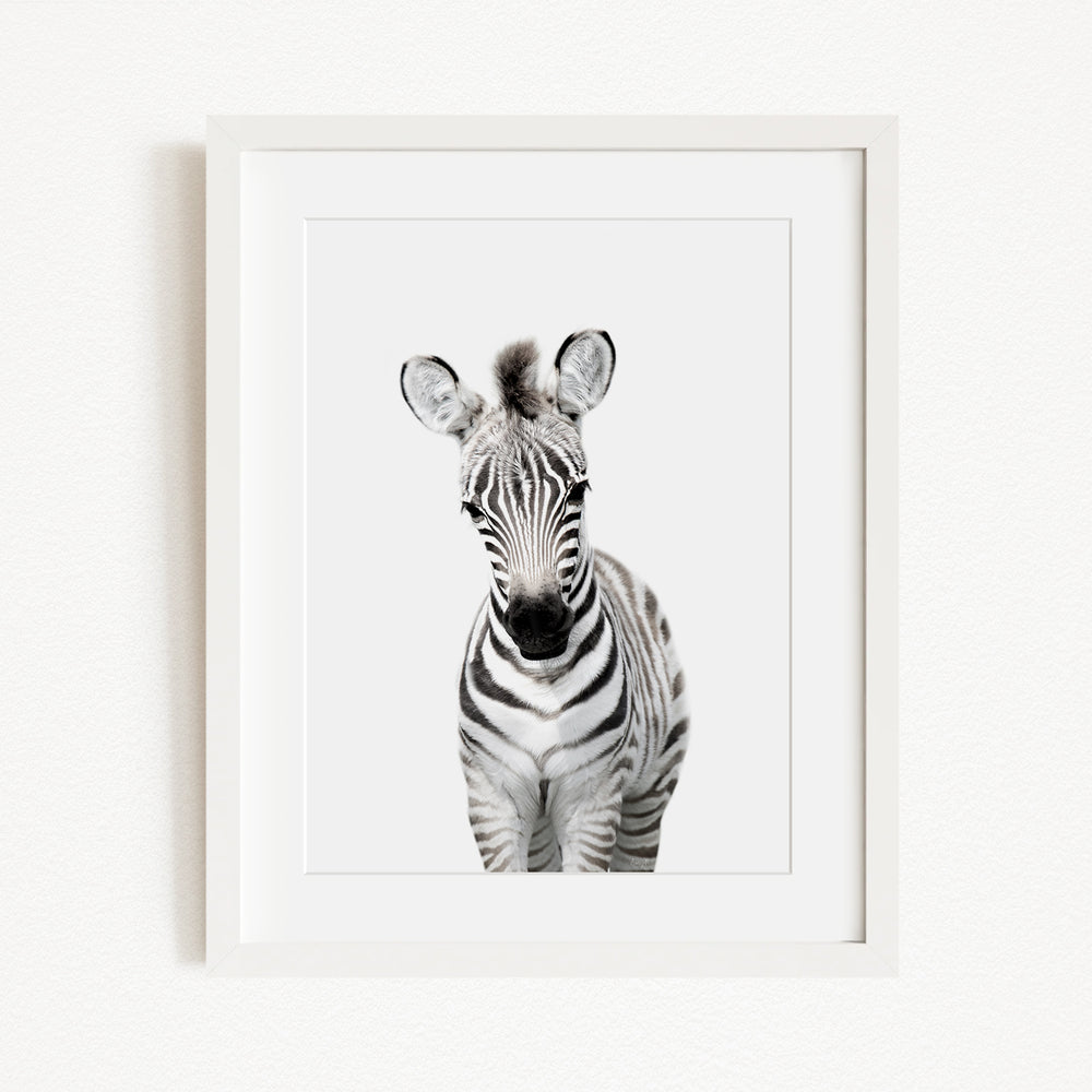 A framed black and white photograph of a zebra, with its distinctive black and white stripes and alert expression.