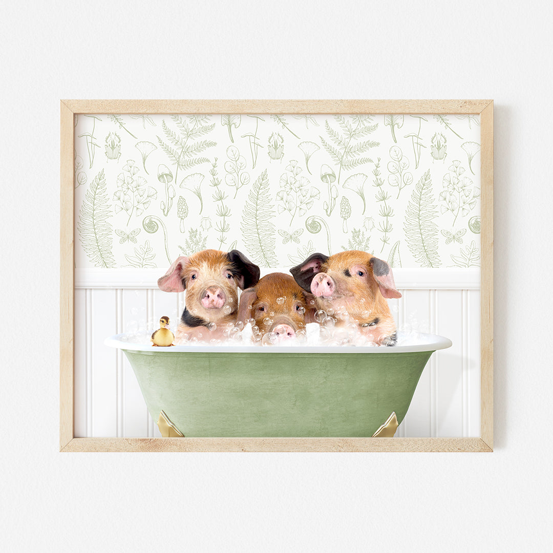 a group of three pigs in a bathtub