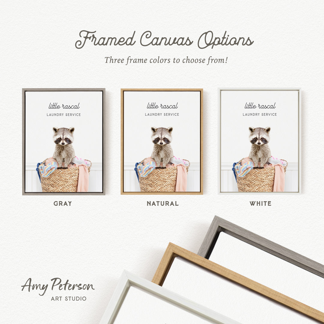 three framed canvas options for a laundry service, each featuring a raccoon sitting in a basket. The options include a gray frame, a natural frame, and a white frame.