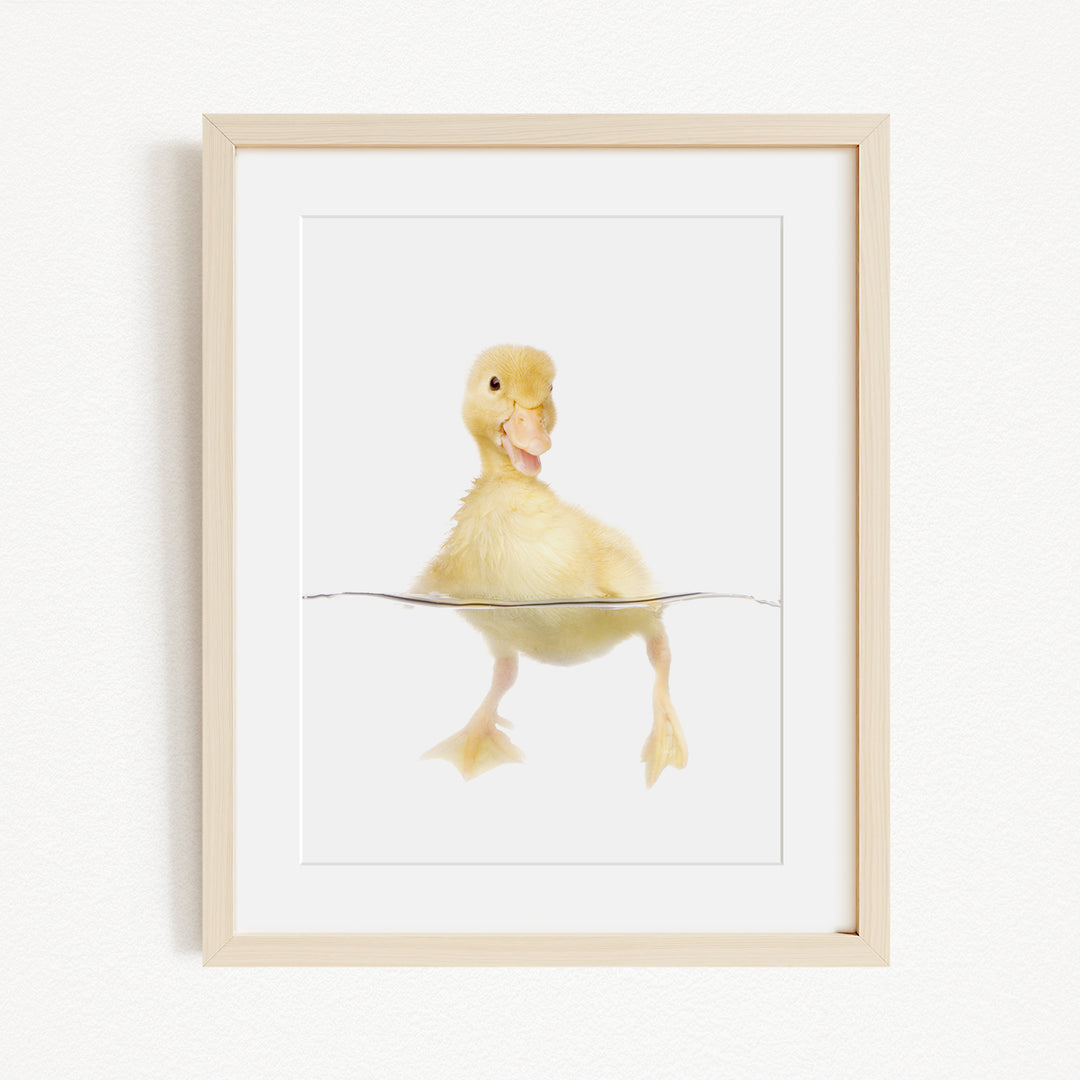 A cute yellow duckling swimming in a white frame.