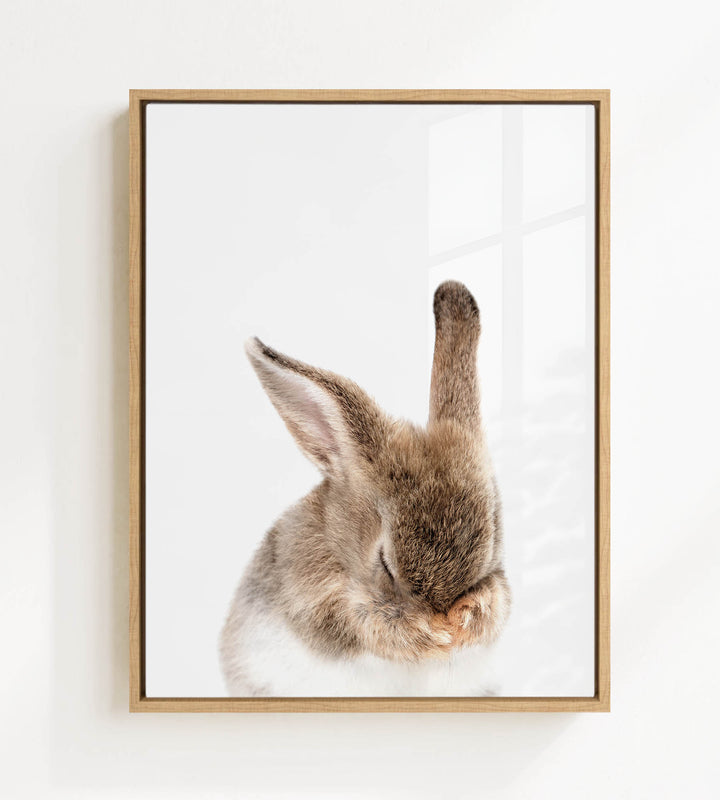A cute, fluffy rabbit with its head resting on its paws, captured in a framed photograph.